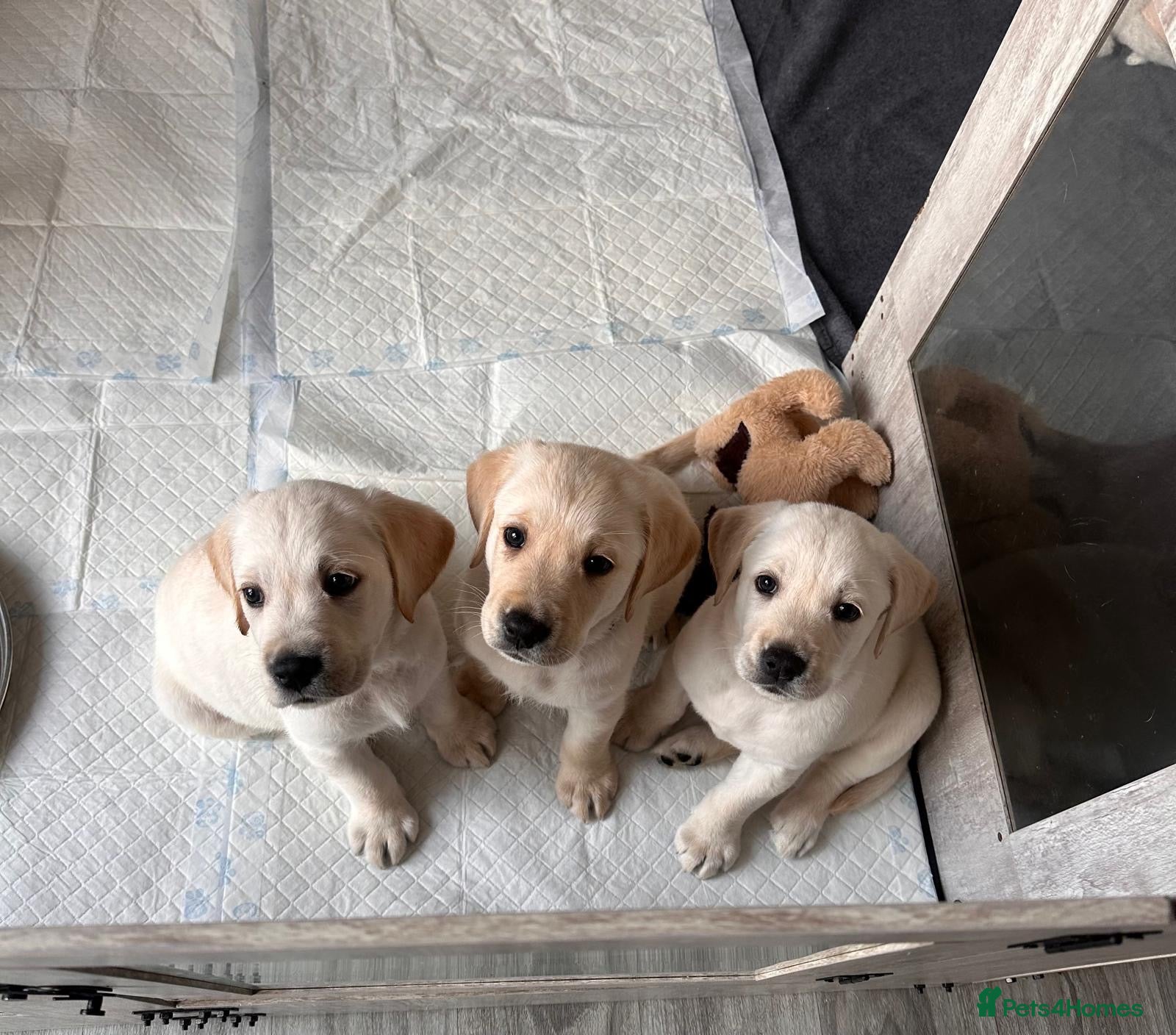 Goldador dogs Goldador Puppies  - Advert 9