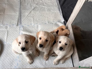 Goldador dogs Goldador Puppies - Advert 1