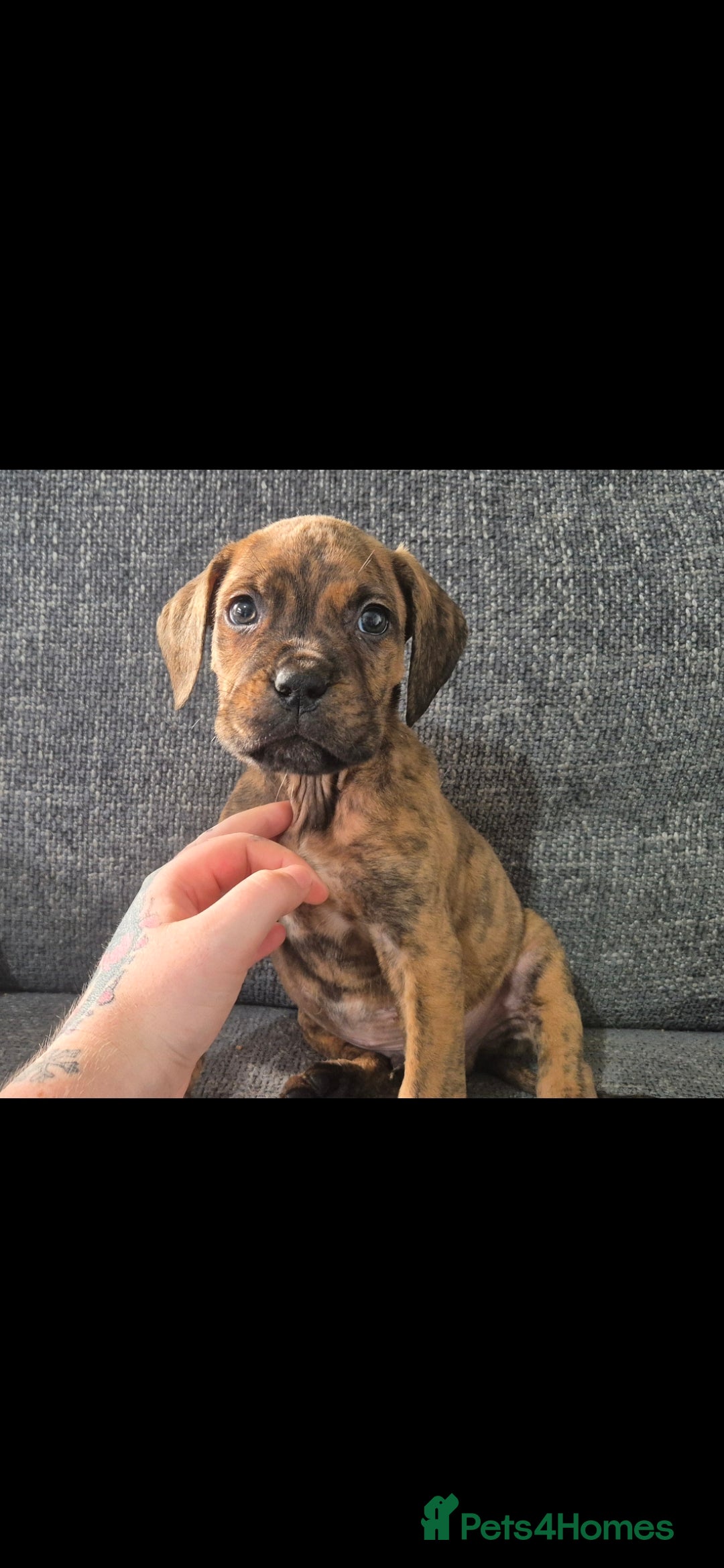 Mixed Breed dogs £750 ono Mastiff cross Puppies looking for homes  - Advert 1