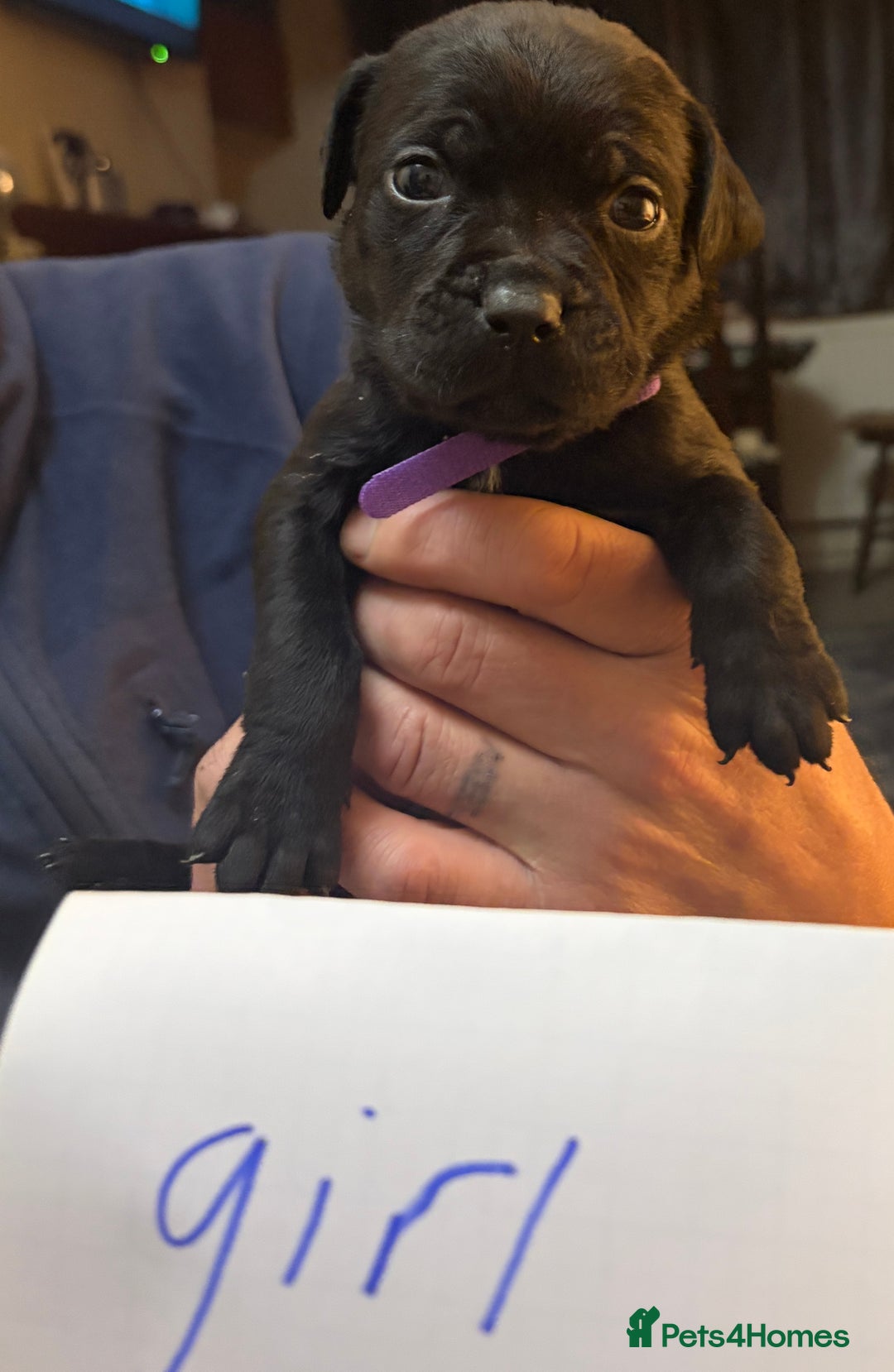 Mixed Breed dogs for sale: canecorso pups - Advert 5