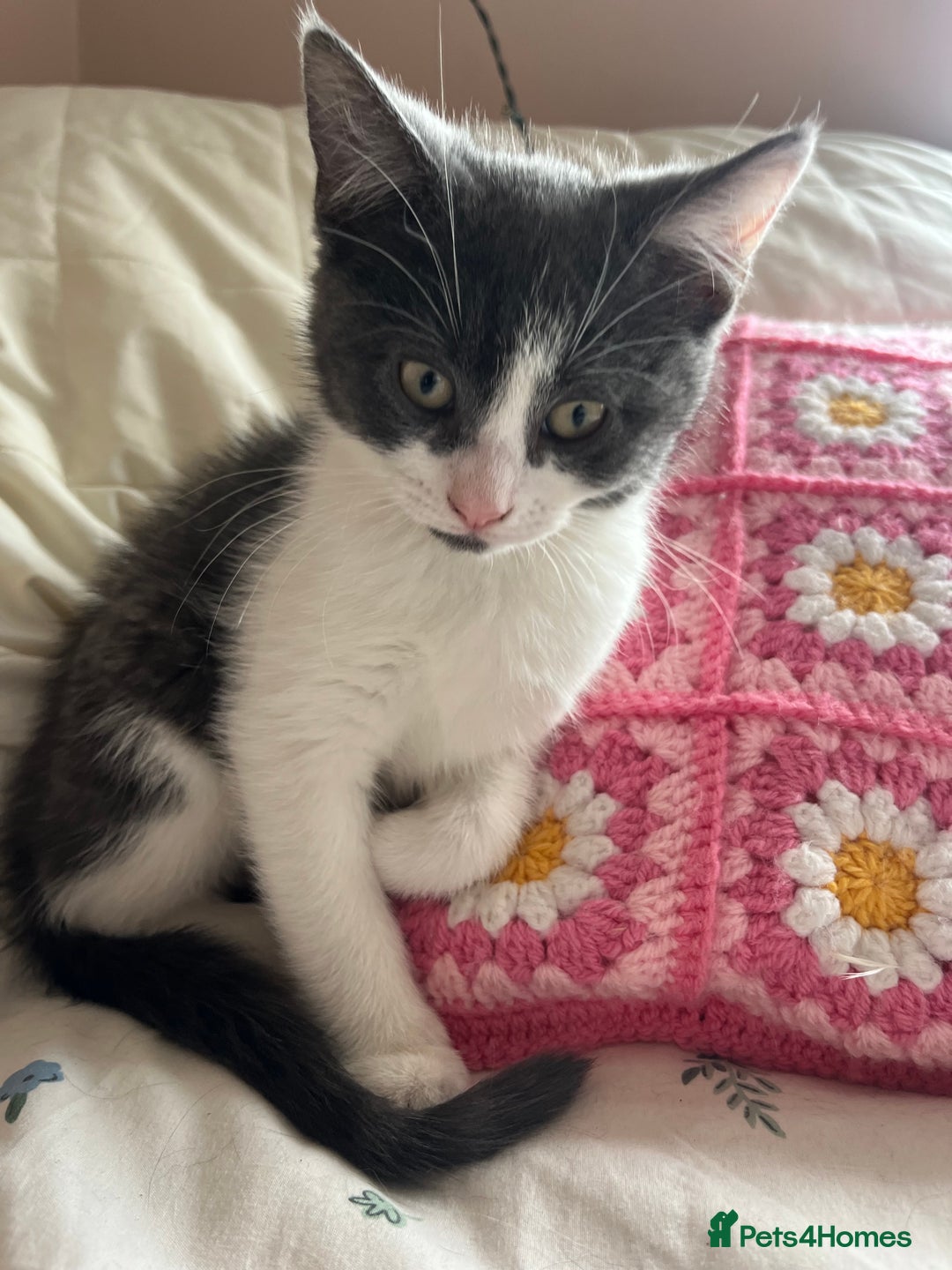 Russian Blue cats for sale: Last little lady  in Waltham Abbey - Image 9