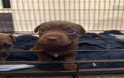 Jack Russell dogs for sale: Beautiful Jack Russell Puppies  - Image 21