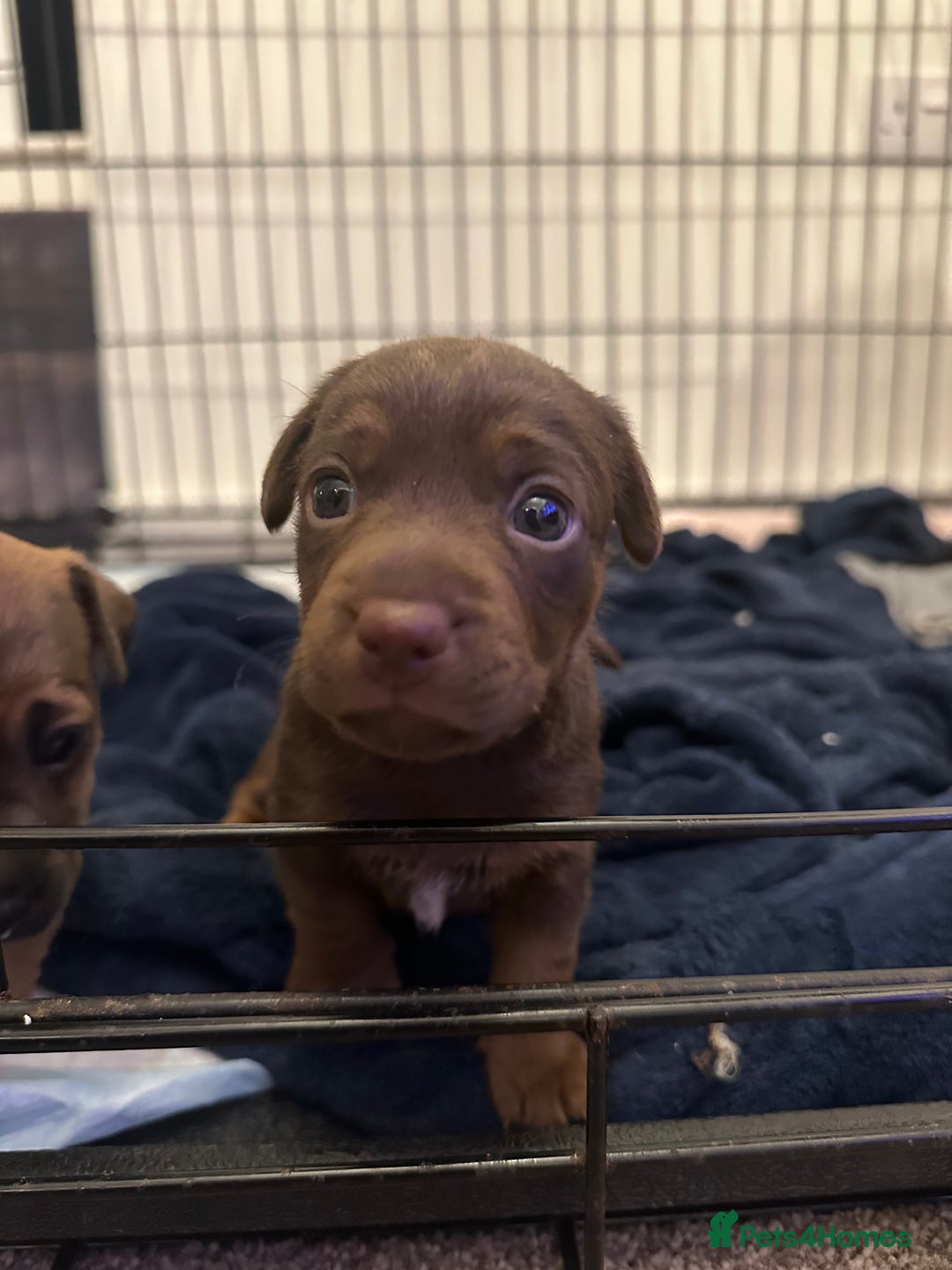 Jack Russell dogs for sale: Beautiful Jack Russell Puppies  - Image 21