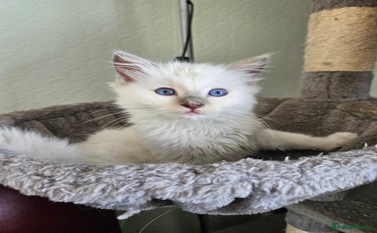 Ragdoll cats - Advert 15