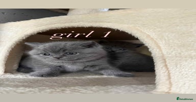 British Shorthair cats - Advert 12