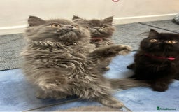 Persian cats for sale: Persian kittnes for sale London  - Advert 17