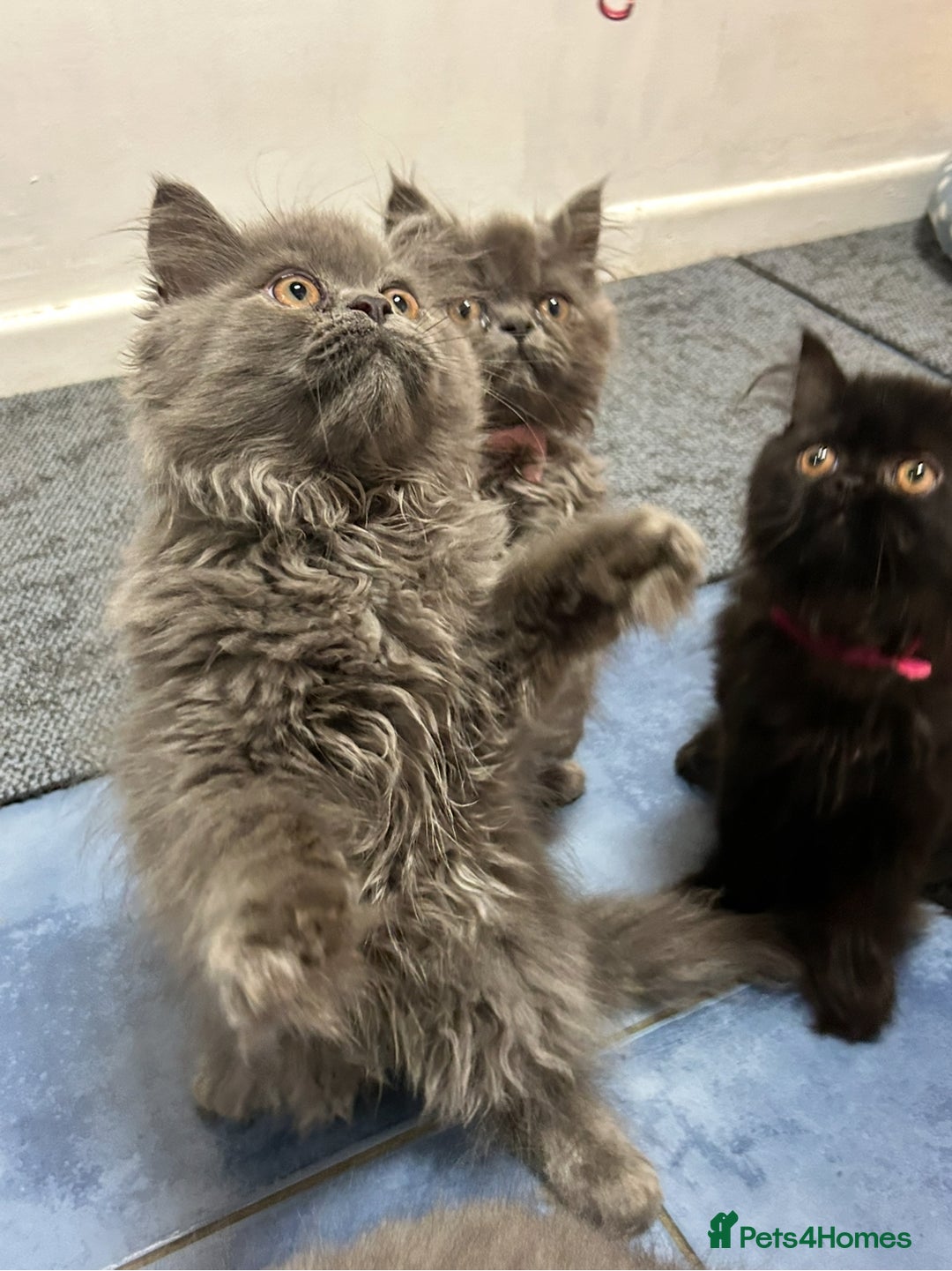 Persian cats for sale: Persian kittnes for sale London  - Advert 17