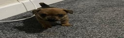 Chihuahua dogs for sale: Beautiful chihuahua puppies for sale  - Advert 12