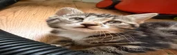 Mixed Breed cats for sale: British short hair x ginger tabby  in Reading - Advert 3