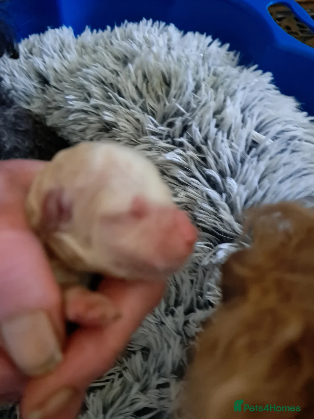 Toy Poodle dogs for sale:   **   day toy poodle kc girls&boys black and red - Advert 3