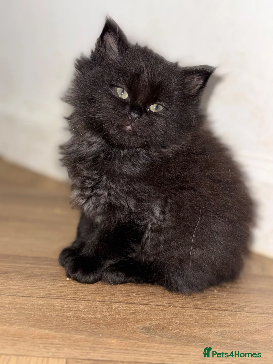 Ragdoll cats for sale: Stunning wee Persian X Ragdoll kittens - Advert 1