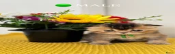 Scottish Fold cats for sale: Scottish Fold X British Shorthair Kittens - Advert 6