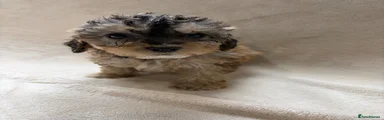 Cockapoo 1