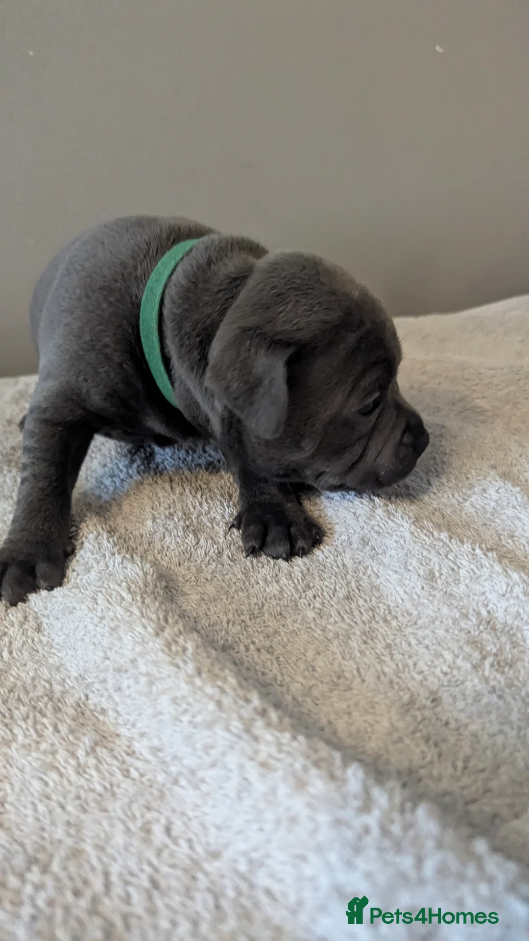 Staffordshire Bull Terrier dogs for sale: Beautiful KC reg Staffordshire bull terriers - Advert 34