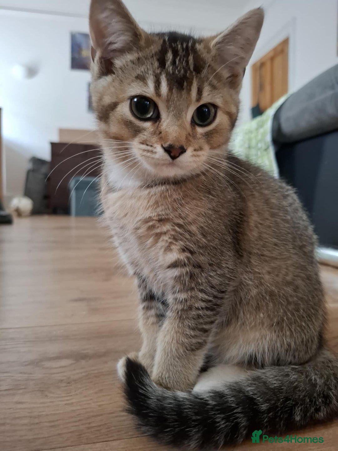 British Shorthair cats for sale: British short hair - Image 6