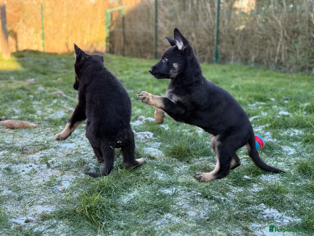 German Shepherd dogs for sale: German Shepherd Puppies - Advert 3
