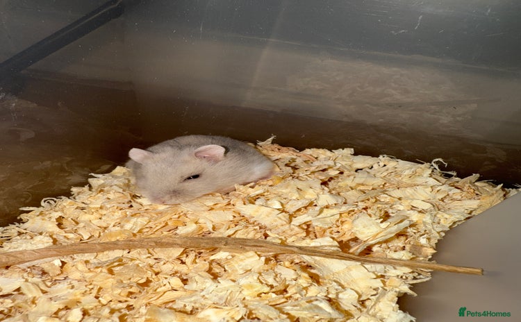 Hamster rodents - Advert 2