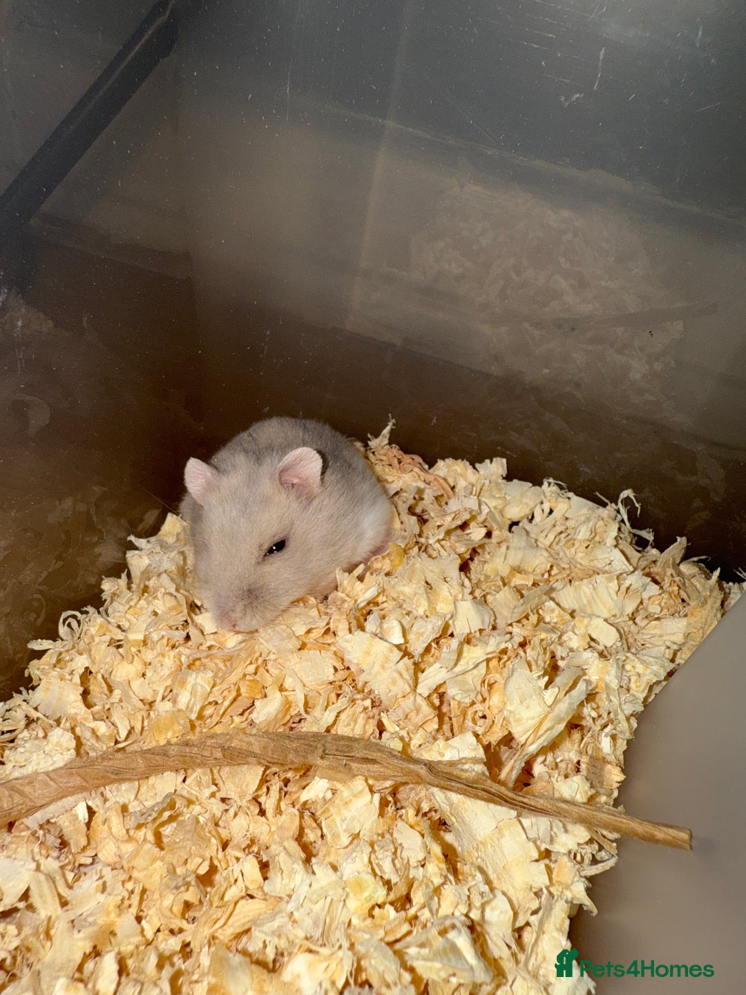 Hamster rodents for sale: Dwarf hamster  - Image 1