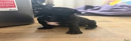 Staffordshire Bull Terrier dogs for sale: Beautiful Staffy pups  - Advert 4