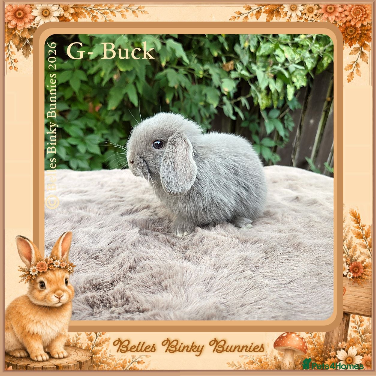 Mini Lop rabbits 🌻Beautiful Baby Mini Lops 🌻 Ready 5th & 11th Sep - Advert 2