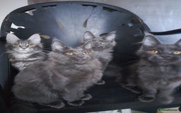 Maine Coon cats for sale: TICA 3 pedigree 3 girls 1 boy blue smoke/tabby - Image 13