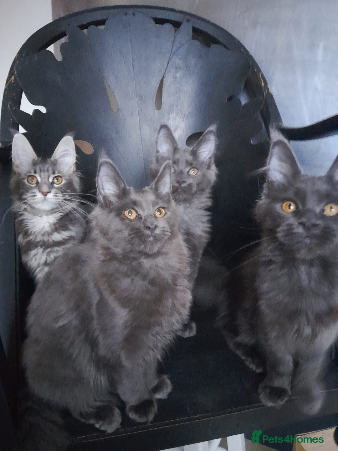 Maine Coon cats for sale: TICA 3 pedigree 3 girls 1 boy blue smoke/tabby - Image 13