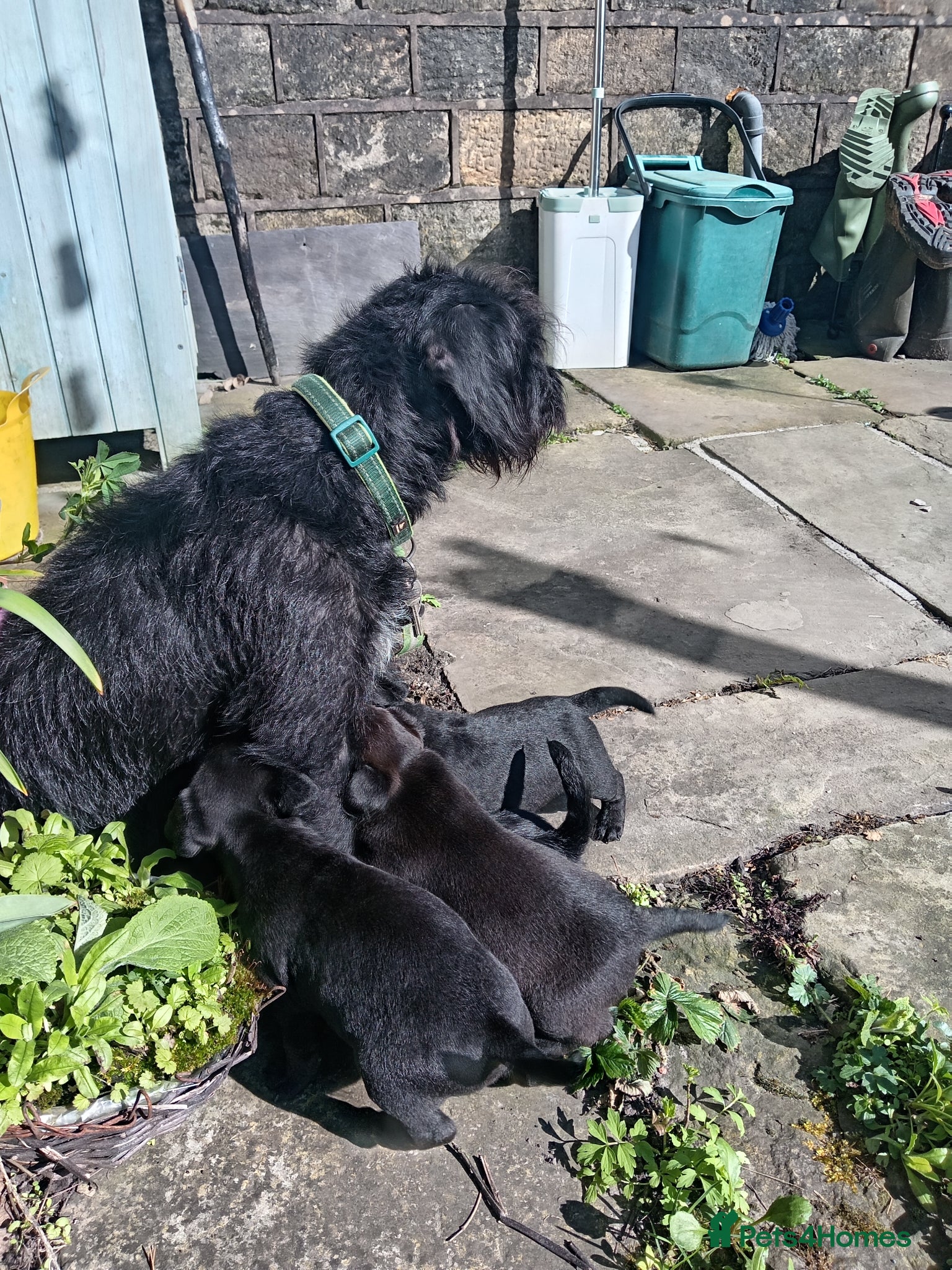 Patterjack dogs Beautiful Patterjack Pups - Advert 2