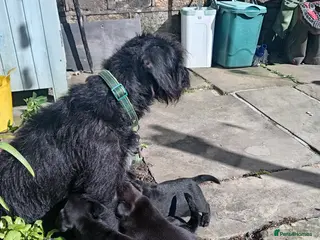 Patterjack dogs Beautiful Patterjack Pups - Advert 1