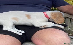 Cocker Spaniel dogs for sale: Cocker Spaniels, working type, KC reg, DNA clear - Image 24