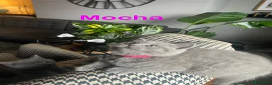 Mocha 