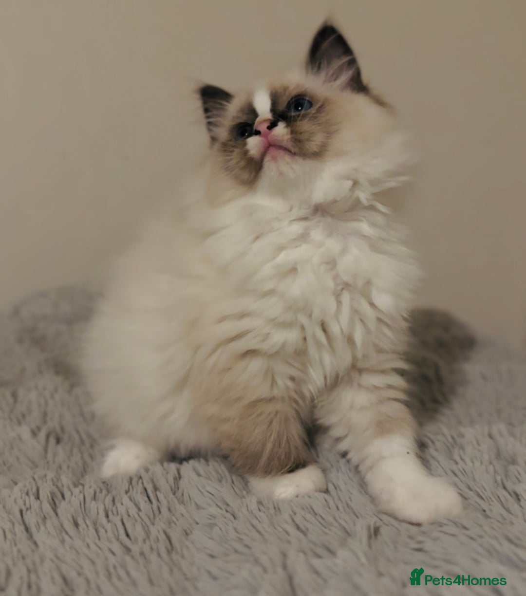 Ragdoll cats for sale: 💙🐾Tica full Pedigree🐾EU Ragdoll 🐱🐾DNA Clear - Image 32