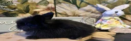 Mini Lion Lop rabbits for sale: Mini lion lop and lion head babies  - Advert 5