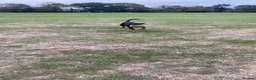 Rottweiler dogs for sale: 9 month Rottweiler  in Bognor Regis - Advert 5