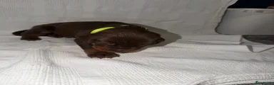 Dobermann Puppy 2