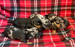 Dachshund dogs for sale: Pedigree Dachshund puppies PRA clear health tested - Image 9