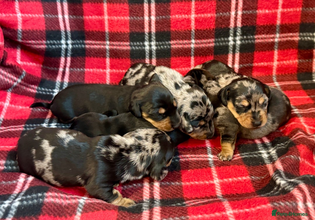 Dachshund dogs for sale: Pedigree Dachshund puppies PRA clear health tested - Image 9
