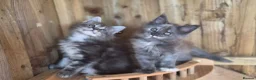 Maine Coon cats for sale: Pure Bred Maine Coon Kittens - Advert 2