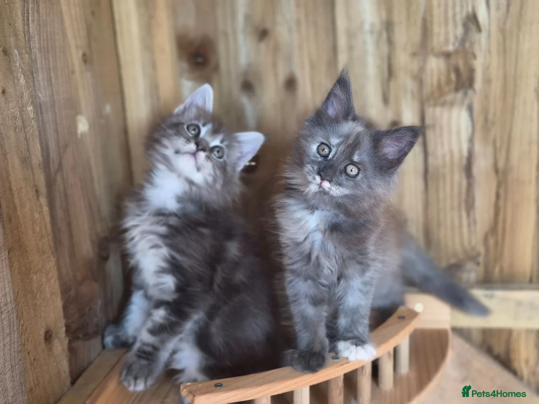 Maine Coon cats for sale: Pure Bred Maine Coon Kittens - Advert 2