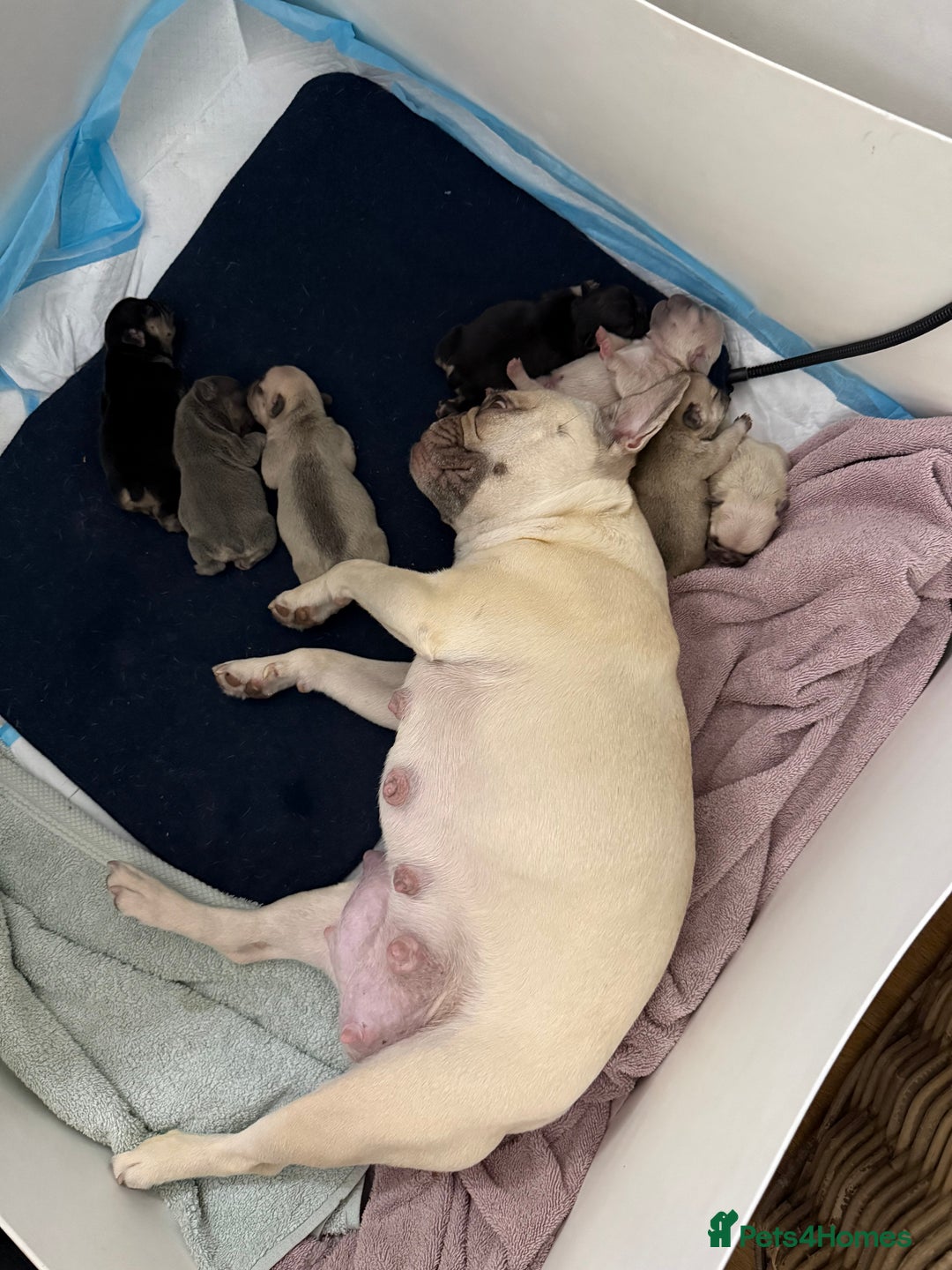 French Bulldog dogs for sale: Beautiful Pups – Looking for Their Forever Homes - Advert 5