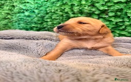 Goldador dogs for sale: 🐾Gorgeous Puppies-Family Raised with Love&Care🐾 - Image 5