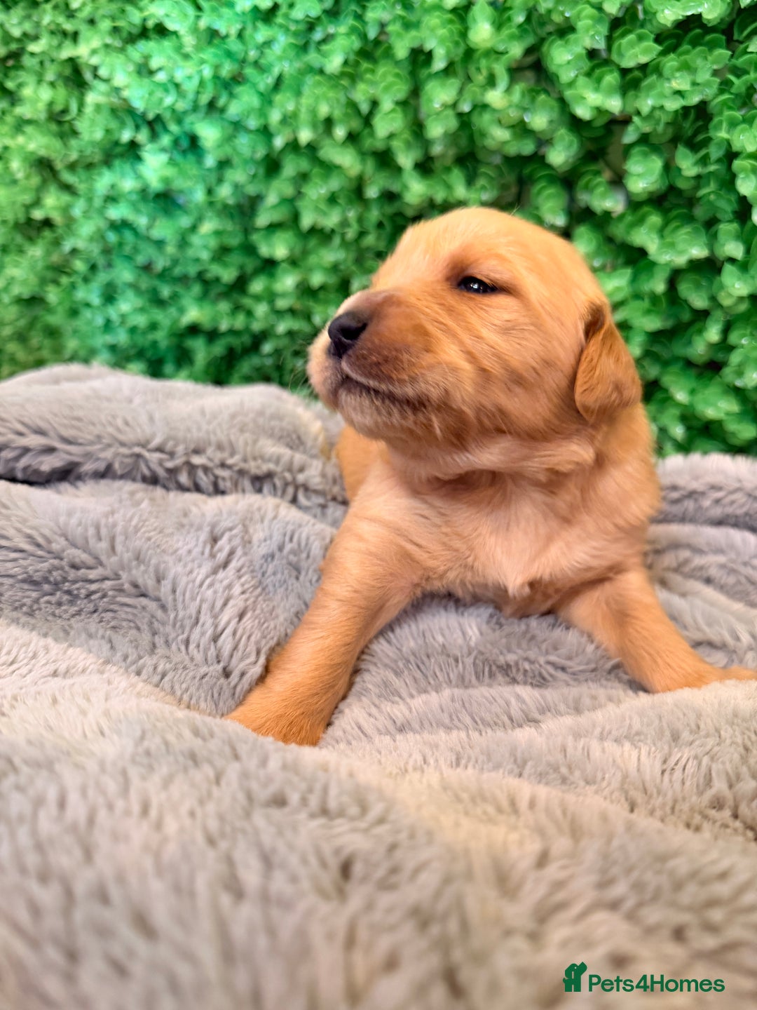 Goldador dogs for sale: 🐾Gorgeous Puppies-Family Raised with Love&Care🐾 - Image 5