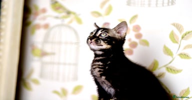 Bengal cats - Advert 1