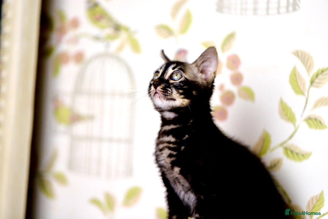 Bengal cats for sale: 6 stunning Bengal kittens, possibly our best yet! - Image 13