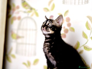 Bengal cats - Advert 1
