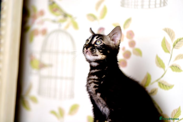 Bengal cats - Advert 5