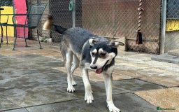 Mixed Breed dogs for adoption: Travis - Norwich Norfolk  - Image 4