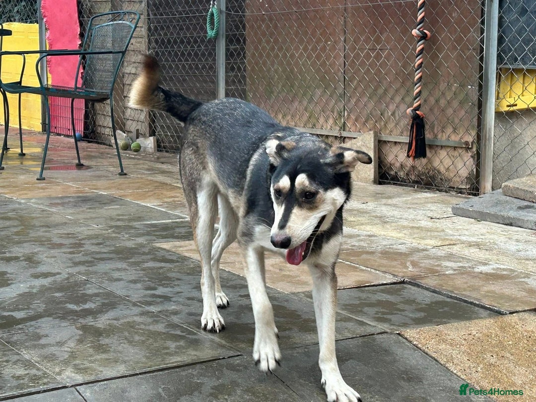 Mixed Breed dogs for adoption: Travis - Norwich Norfolk  - Image 4