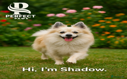 Pomchi dogs for sale: Stunning little loving girl - Image 11