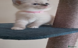 Ragdoll cats for sale: 4 stunning ragdoll kittens left - Image 26