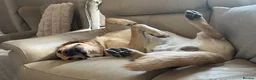Labrador Retriever dogs for stud: 🐾💙 HANDSOME LABRADOR AVAILABLE FOR STUD💙🐾 - Advert 5